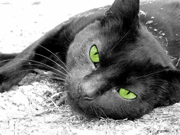 #black #cat #green #eyes - #cats #kittens #animals Pretty cats, Black cat luck, 