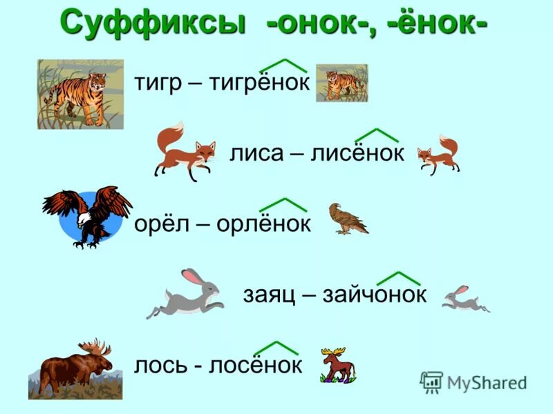 Лось окончание. Суффиксы Онок ёнок. Онок ёнок правило написания. Суффиксы Онок ёнок правило. Суффиксы детенышей животных.