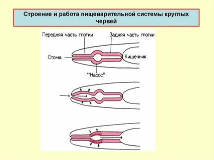 Круглые черви пищеварительная