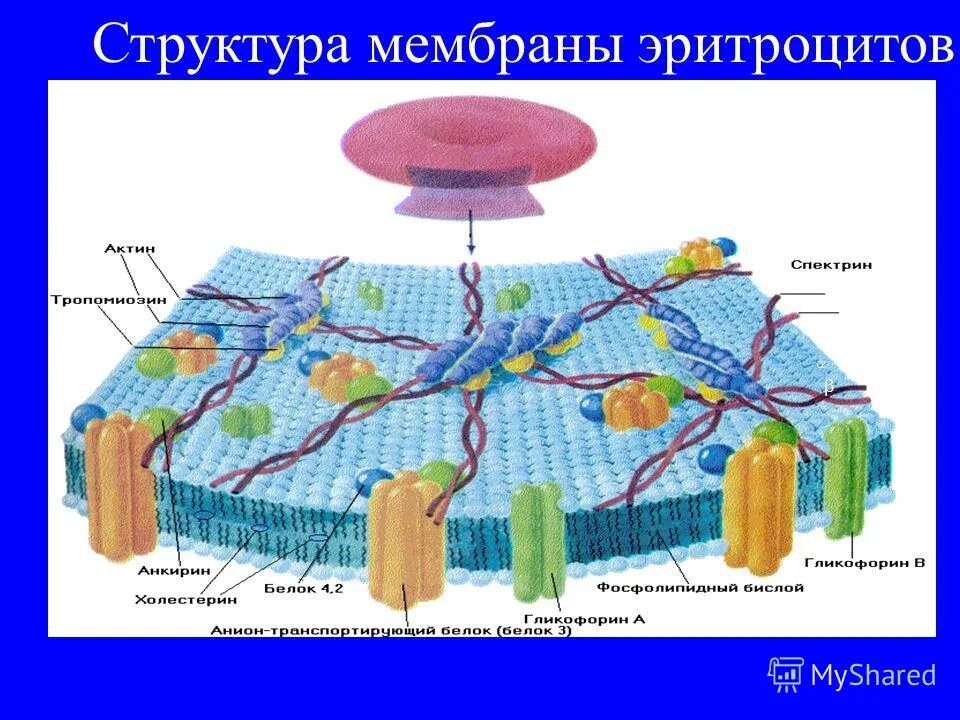 Структура мембраны эритроцита. Клеточная мембрана эритроцита. Плазматическая мембрана эритроцита. Клеточная мембрана эритроцита. Строение мембраны эритроцита.