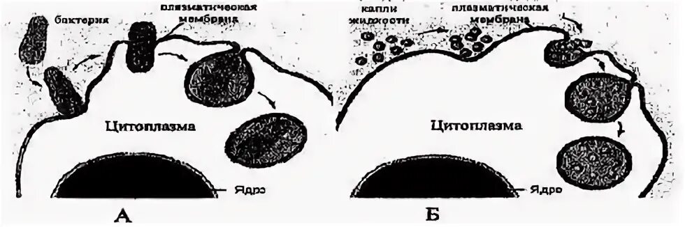 Амеба фагоцитоз и пиноцитоз. Пиноцитоз амебы. Фагоцитозный пузырёк. Фагоцитозные пузырики.