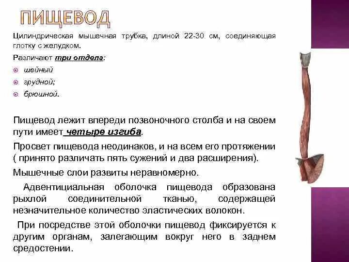 Шейный отдел пищевода. Длина пищевода к 5 годам. Физиологические сужения пищевода. Длина пищевода у взрослого человека составляет. Длина пищевода у новорожденного.