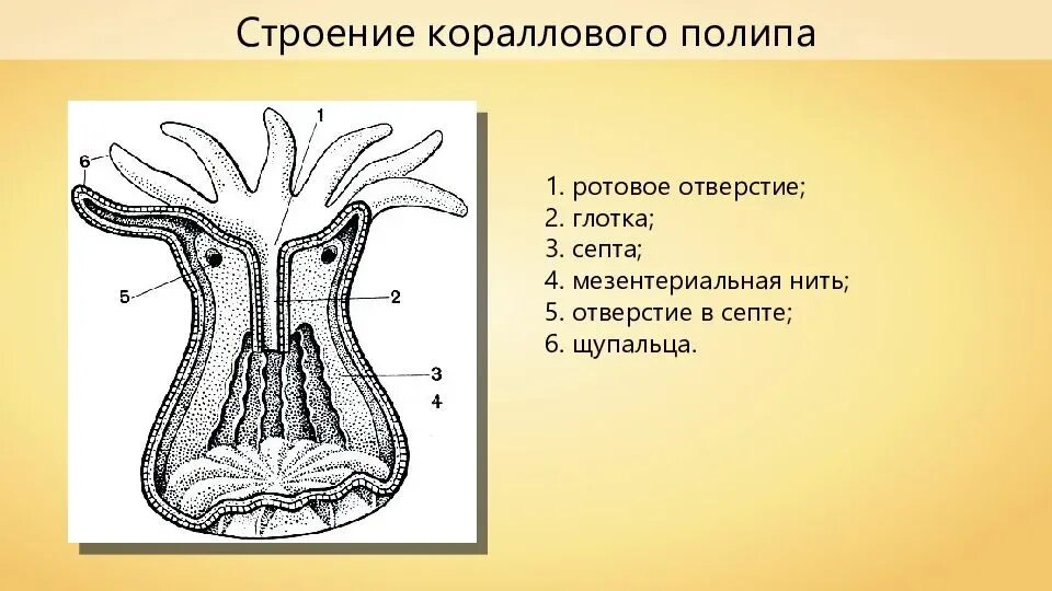 Ротовое отверстие глотка. Строение кораллового полипа биология 7. Кораллы полипы Кишечнополостные. Строение коралловых полипов схема. Строение полипа 7 класс.