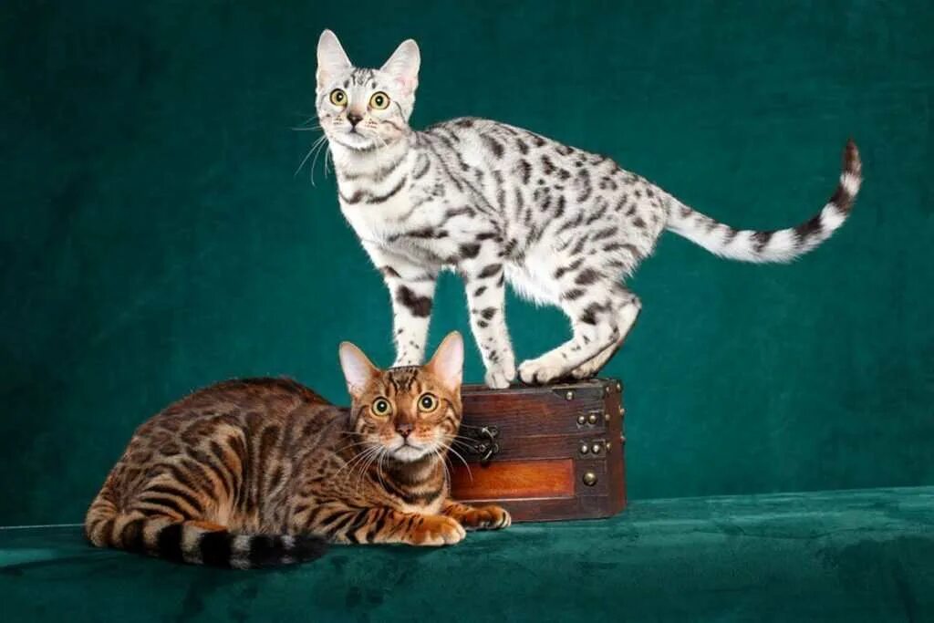 Бенгальская порода характер. Бенгальская кошка. Кошки бенгальской породы. Сибирский бенгал. Леопардовая кошка порода Бенгальская.