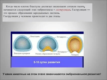 Стадии эмбрионального развития бластула