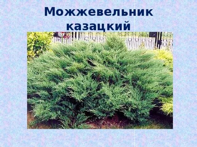 Почему можжевельник относится к высшим семенным растениям. Можжевельник казацкий макджуниперус. казацкий можжевельник ядовитость. казацкий можжевельник казацкий 2г. проекция кроны можжевельник казацкий.