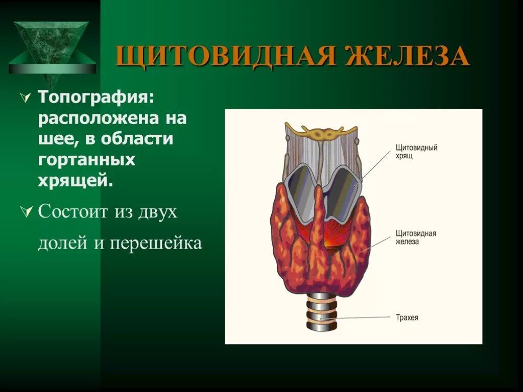 Щитовидная железа строение и функции анатомия. Топографическая анатомия щитовидной. Щитовидная железа вид спереди. Связка Берри щитовидной железы. И прочего железа