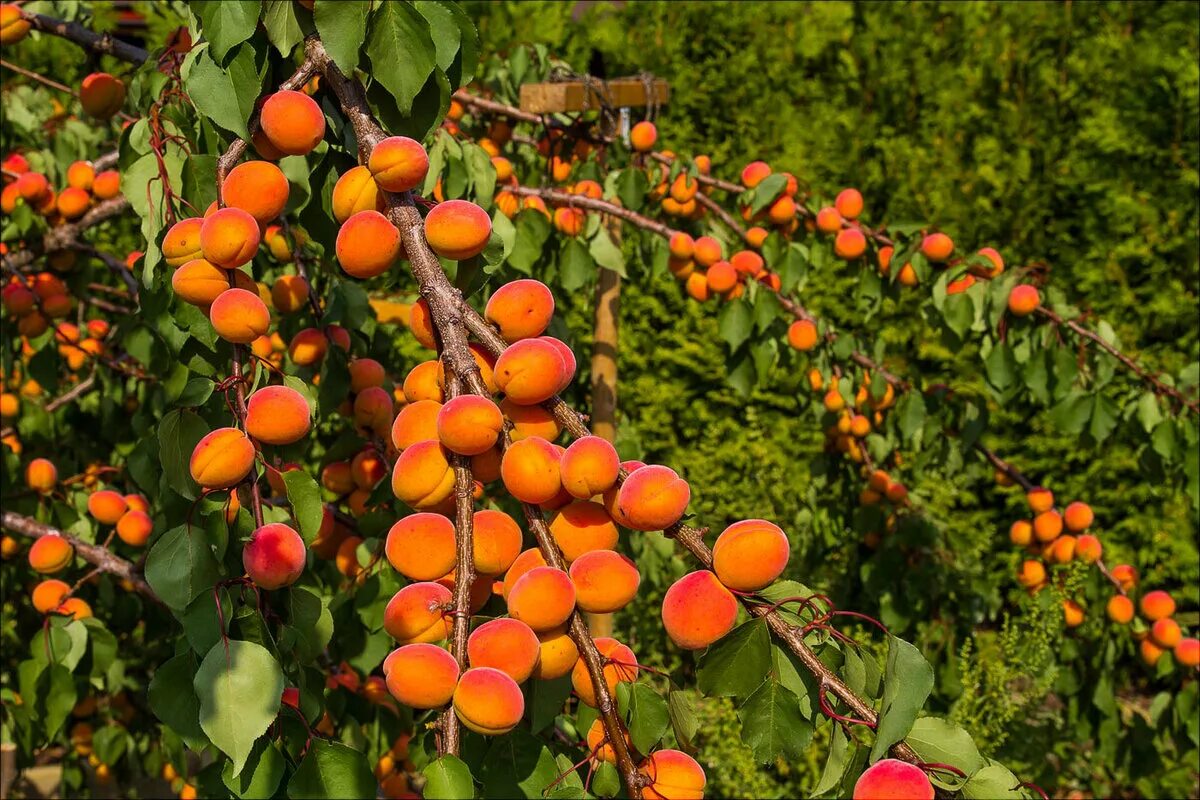 Сколько плодоносит персик