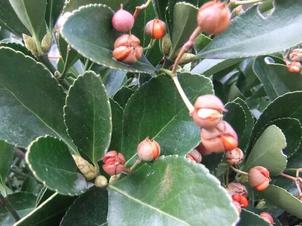 Барбарисы после зимы. Ягодный кустарник не роняющий на зиму листьев. Кустарник с маленькими красными ягодами. Какие ягоды поспевают осенью. Барбарис оттавский зимой.