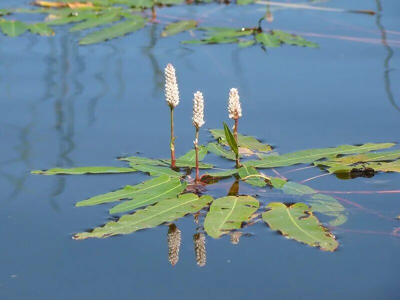 Polygonum amphibium – горец земноводный. горец земноводный (persicaria amphibia). река горец. горец почечуйный persicaria maculosa. рдест растение.