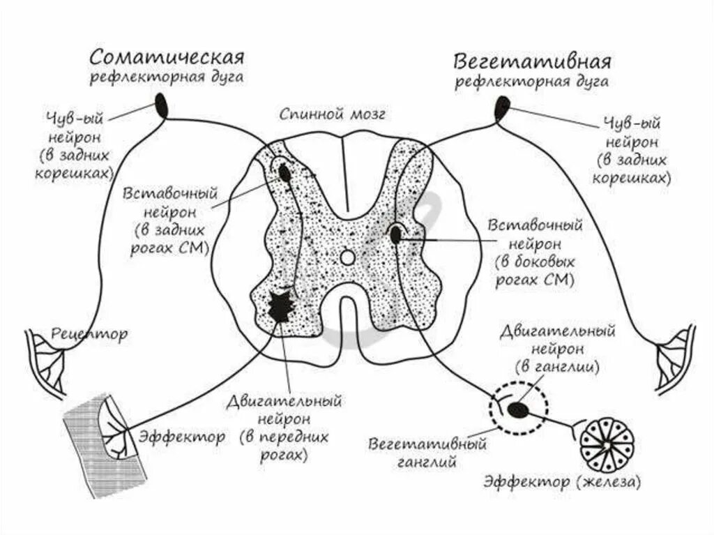 К какому типу рефлексов относится рефлекс чихания. Нарисуйте схему вегетативной рефлекторной дуги. схема соматического и вегетативного рефлекса. рефлекторная дуга внс и соматической. схема рефлекторной дуги гистология.
