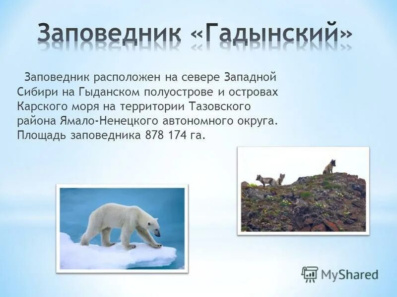 Проект по ямальскому заповеднику россии 4 класс 11 января -всероссийский день заповедников. Объекты природно заповедного фонда