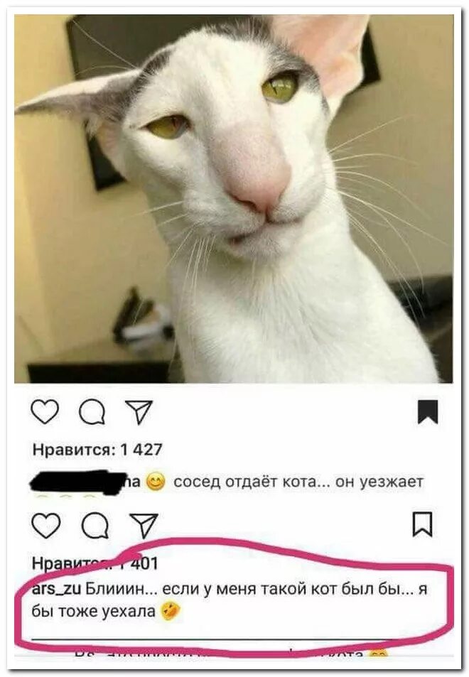Завалил экзамен. А не тоже. Продается кот мем. А не тоже. Базару нет фразы.