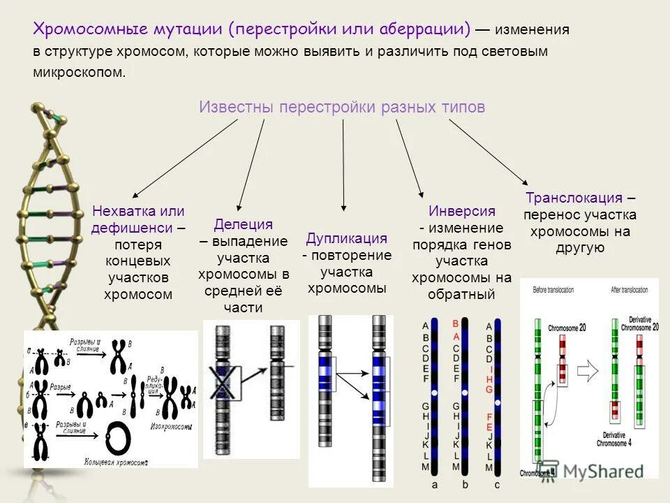 Изменения первой хромосомы