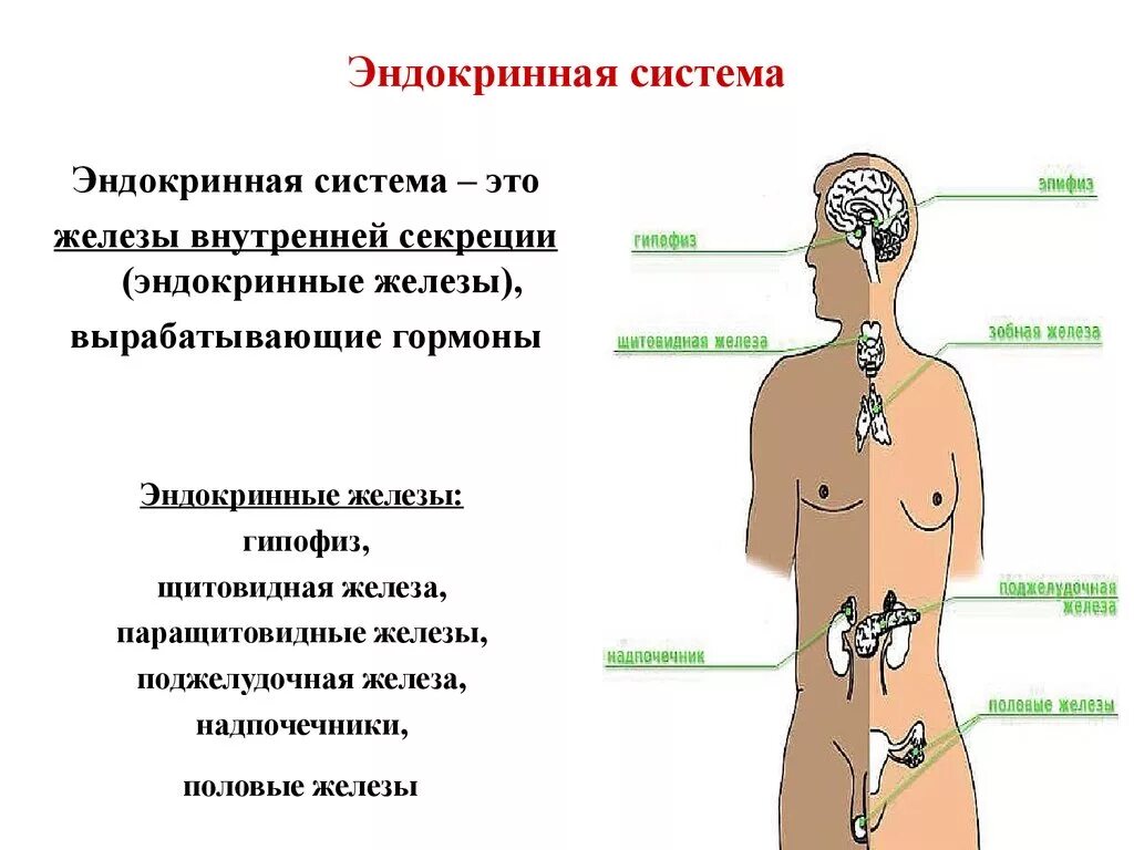 Система желёз внутренней секреции. Эндокринная система железы внутренней секреции. Органы эндокринной системы человека. Эндокринная система и эндокринная система.