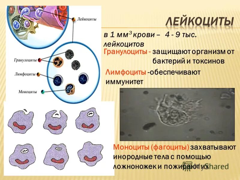 Минусы бактерий