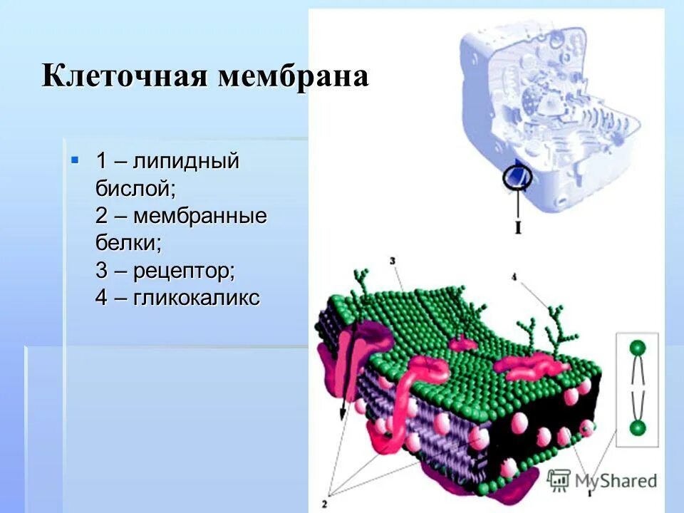 органоиды клетки мембрана клетки. функции белков-рецепторов мембран. интегральные белки мембраны функции. функции мембраны клетки. строение мембранной клетки.
