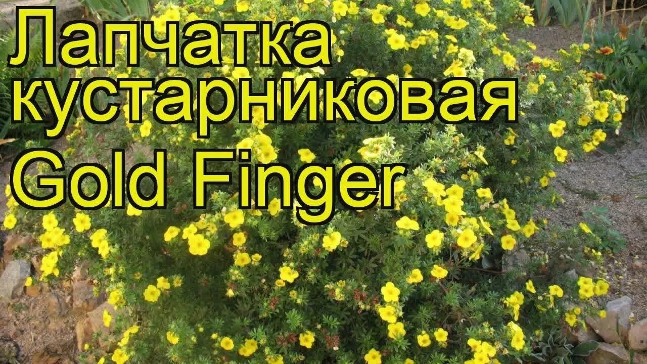 Как размножается лапчатка кустарниковая. Лапчатка кустарниковая goldfinger. лапчатка голдфингер посадка. лапчатка кустарниковая goldfinger описание. лапчатка кустарниковая катерина дайкс.