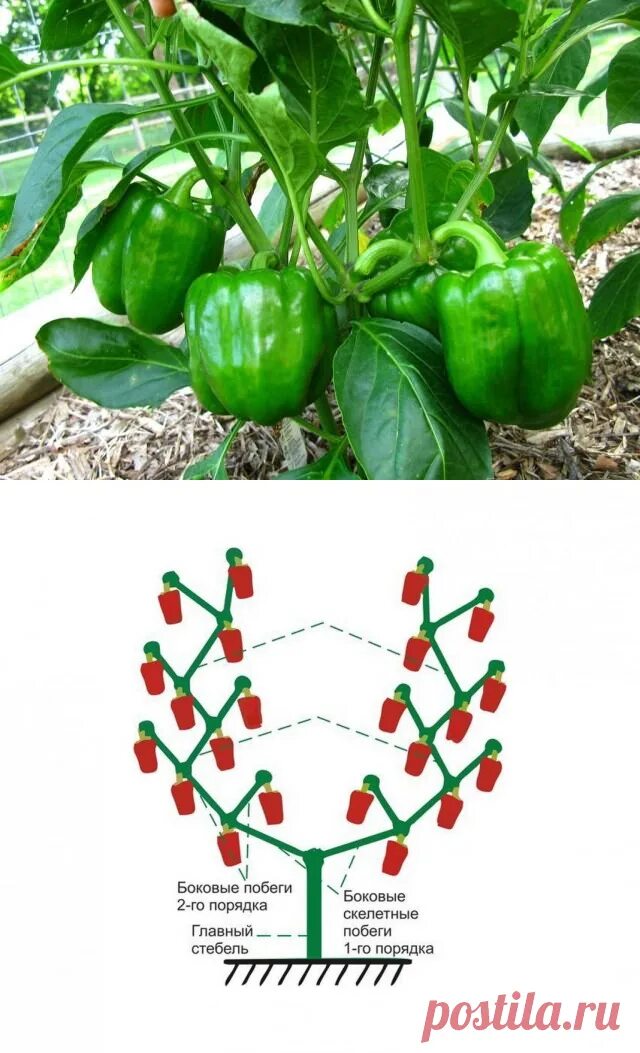 Обрывают ли листья у перцев. Формировка острого перца. Перец формировка куста. Пасынкование перца. Формировка перца сладкого.