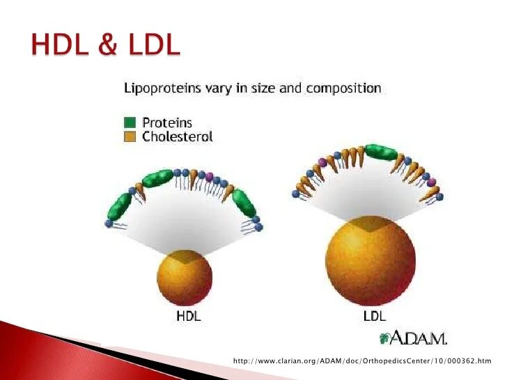 Протеины низкой плотности. Липопротеины низкой и высокой плотности. Холестерин липопротеинов низкой и высокой. Состав липопротеинов крови. Строение и функции липопротеинов.