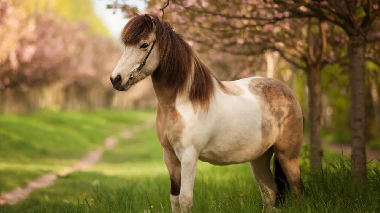 Cheval Horses, Beautiful horses, Pretty horses