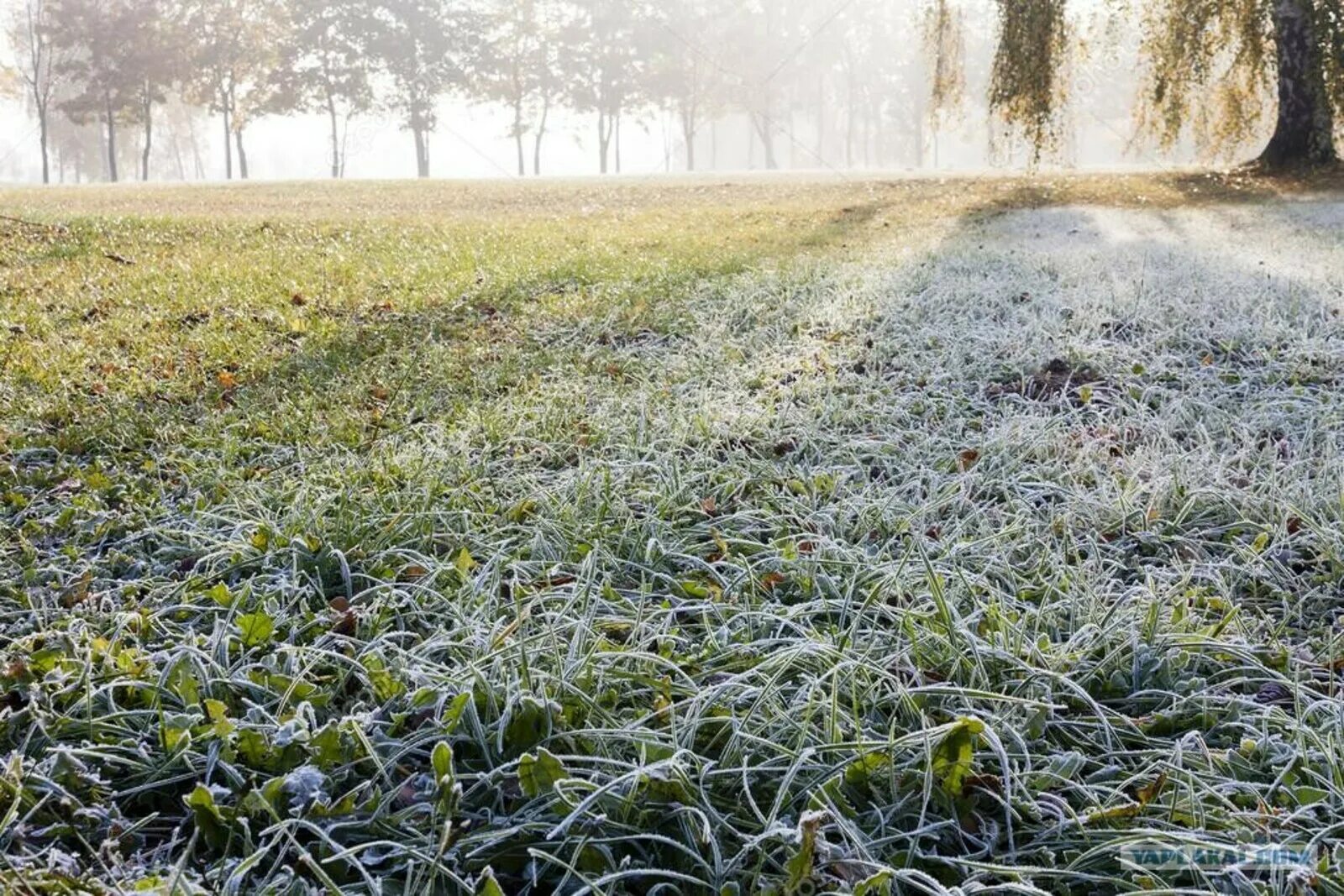 Местами заморозки. Заморозки. Заморозки на почве. Заморозки на траве. Заморозки на почве в мае.