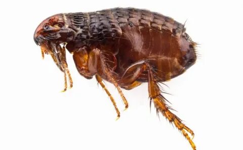 Қынаптағы спермы бар су астындағы секс видео