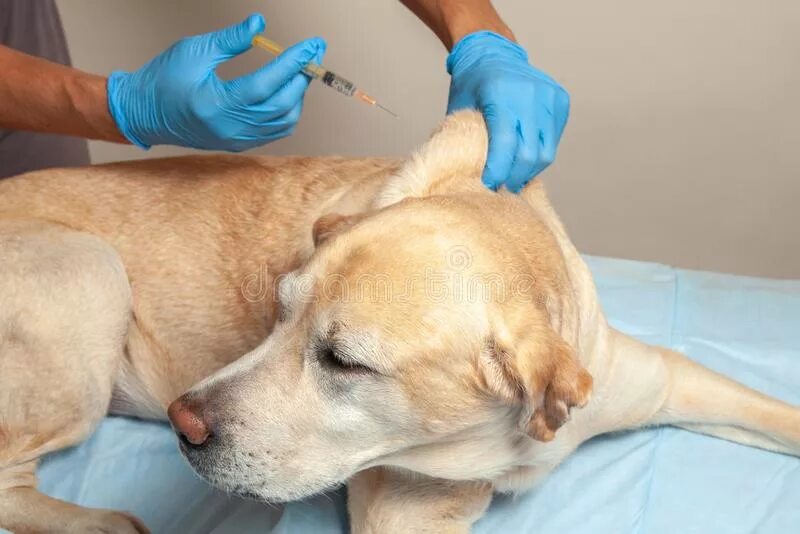 Делают ли собакам прививки от клещей. Внутримышечный укол собаке.