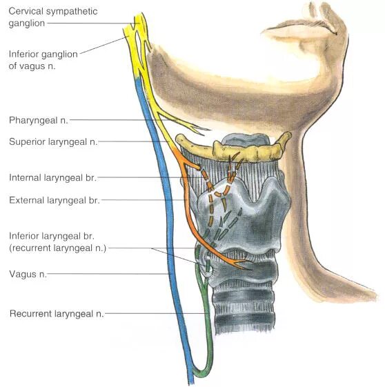 Анатомия гортани кровоснабжение и иннервация. Верхний гортанный нерв анатомия. Возвратный нерв щитовидной железы. Щитовидная железа и возвратный гортанный нерв.
