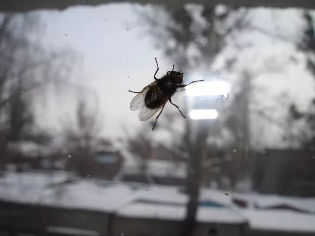И пока муха будет гладить свои лапки. Муха на окне. Ночная Муха. Муха на стекле. Муха зимой.