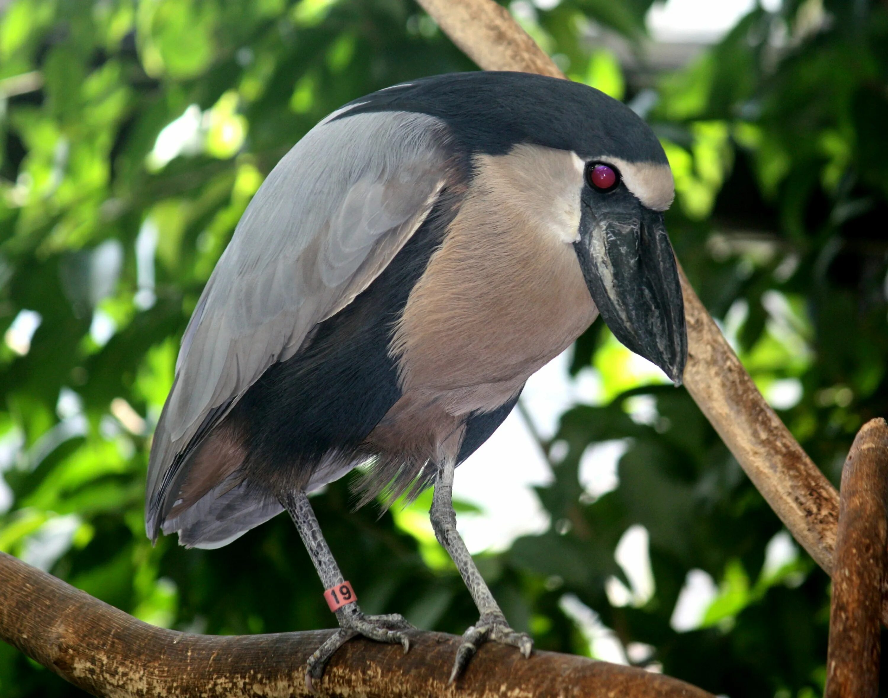 Цапля челноклюв. Cochlearius cochlearius. Черноклюв птица. Птицы Бразилии.