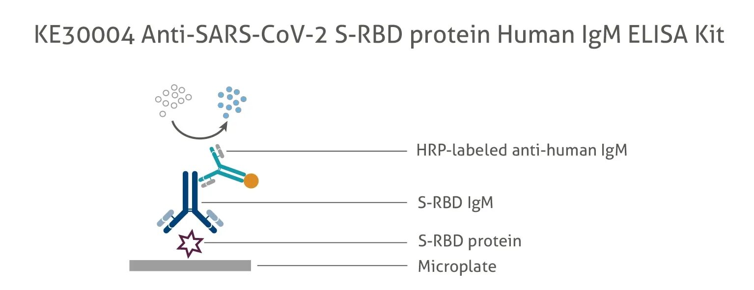Антитела IGG К спайковому белку SARS-cov-2 расшифровка. Нейтрализующие антитела ig g к s-белку. Антитела IGG К RBD домену s-белка SARS-cov-2,. IGG-кассета (анти-человеческий глобулин / анти-IGG).