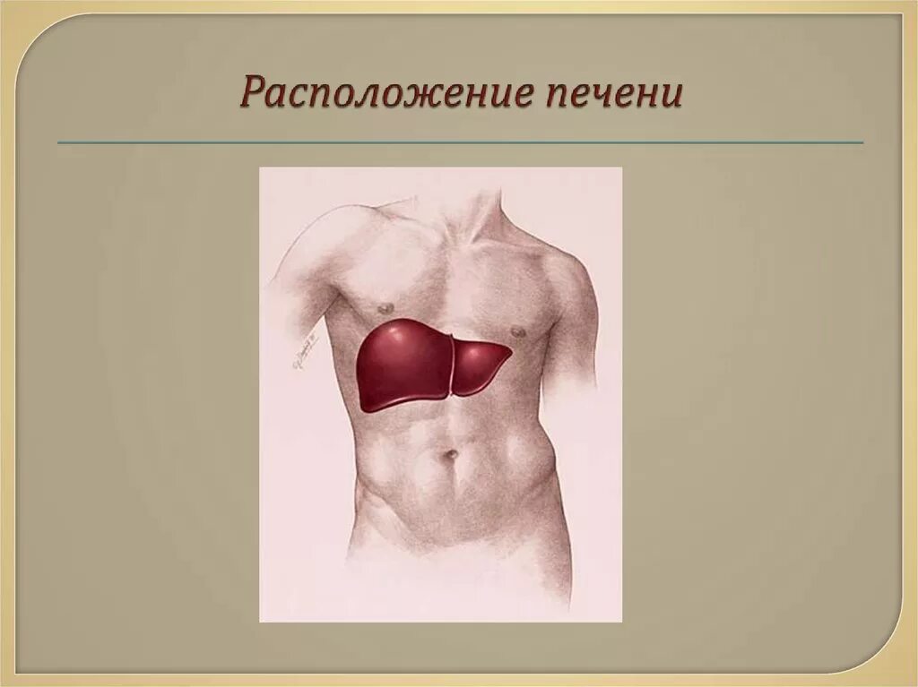 Печень у человека расположена. Печень человека расположение. Печень в теле человека расположение. Месторасположение печени. Печень анатомия расположение.