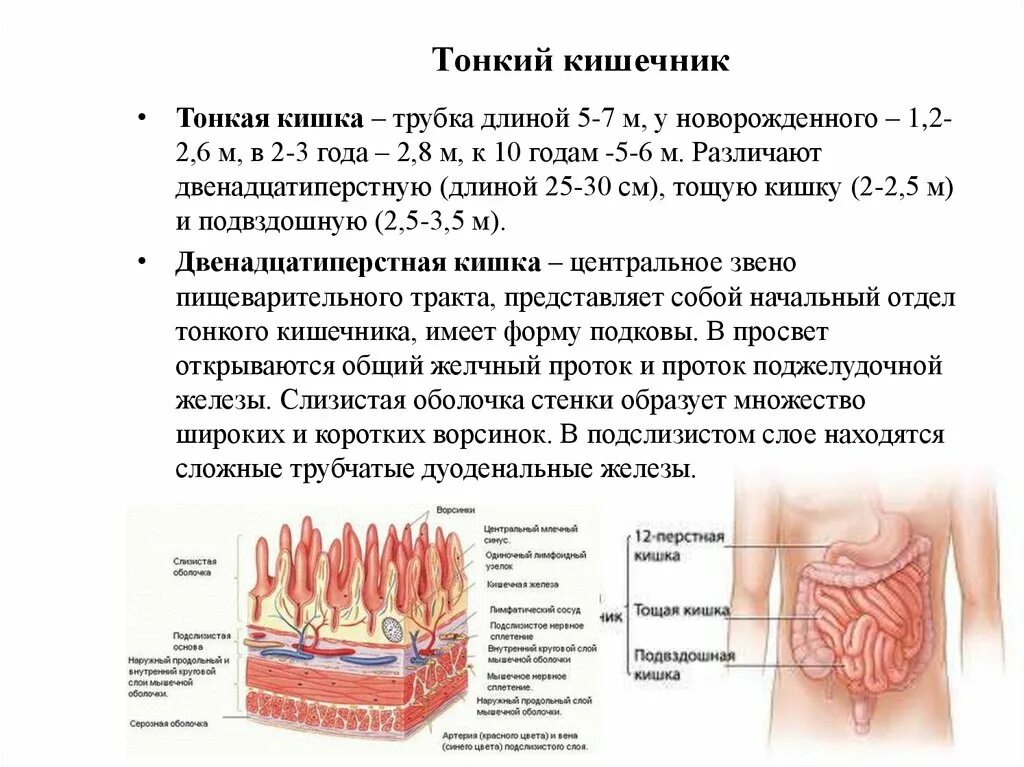 Общая длина толстой кишки. Диаметр кишечника у ребенка 10 лет. Тонкий кишечник новорожденного анатомия. Длина кишечника у ребенка 10 лет. Длина кишечника у ребенка 5 лет.