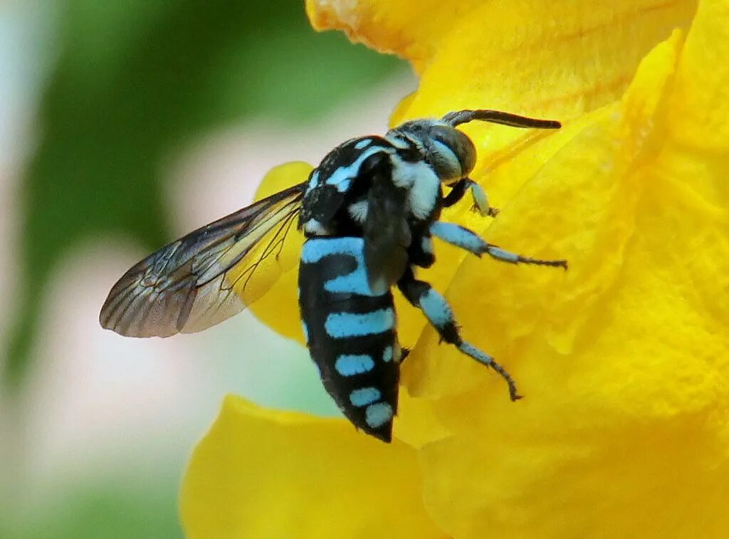 Амегилла пчела. Thyreus nitidulus. Пчела Thyreus. Пчёлы Amegilla cingulata. Куколка пчелы