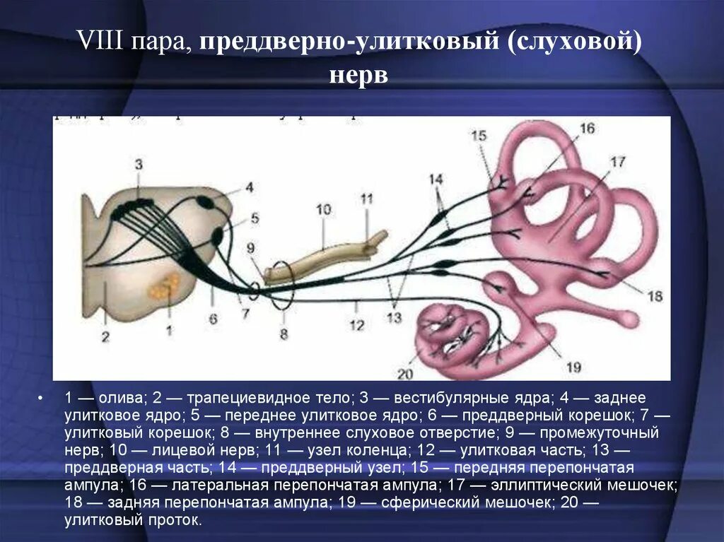 8 пара черепно мозговых. 8 пара преддверно улитковый нерв. преддверно улитковый нервы ядра. viii пара черепных нервов – преддверно-улитковый нерв. 8 пара черепных нервов ядра.