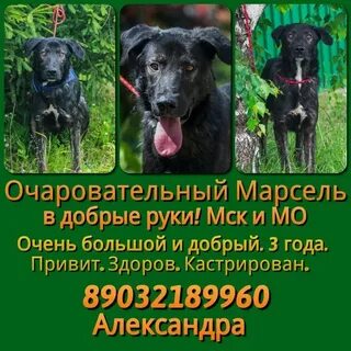 Крупная собака в добрые руки