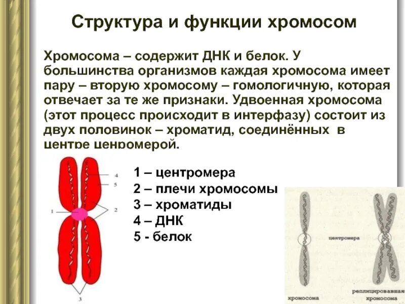 Строение и функции хромосом человека кариотип человека. Строение хромосом гомологичные хромосомы хромосомные наборы. Строение хромосом и кариотип. Строение хромосом простыми словами.