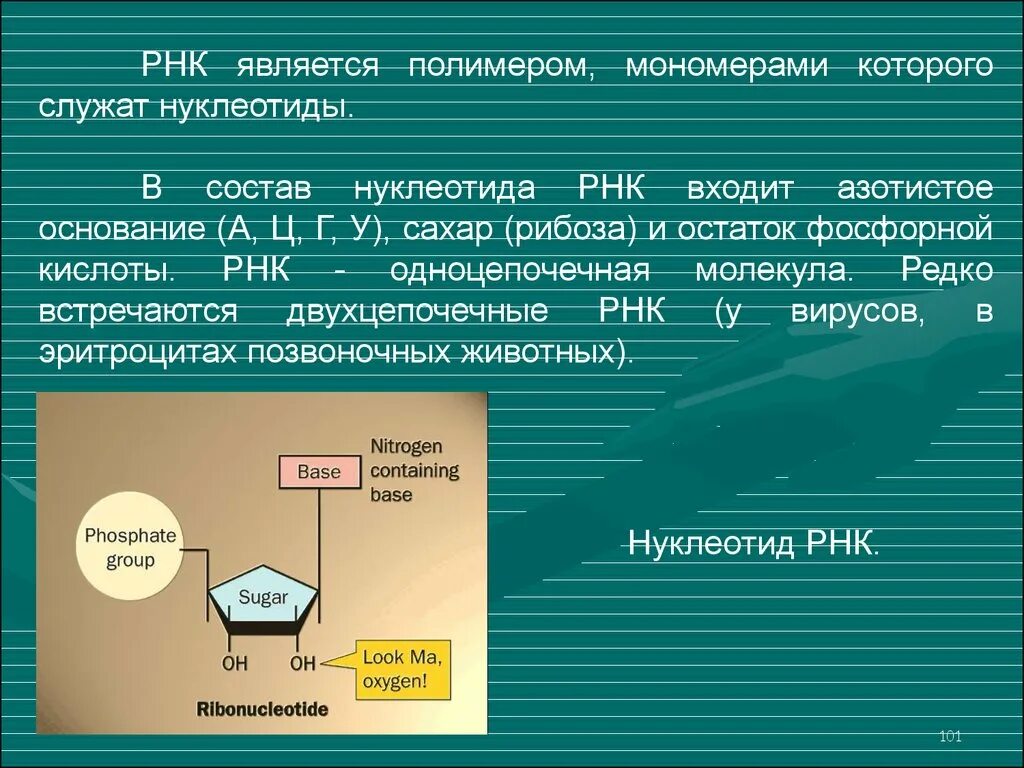 Нуклеоиды рнк. В состав нуклеотидов РНК входят:. Состав нуклеотида РНК. Вещества входящие в состав нуклеотидов РНК. Нуклеотид РНК состоит из.