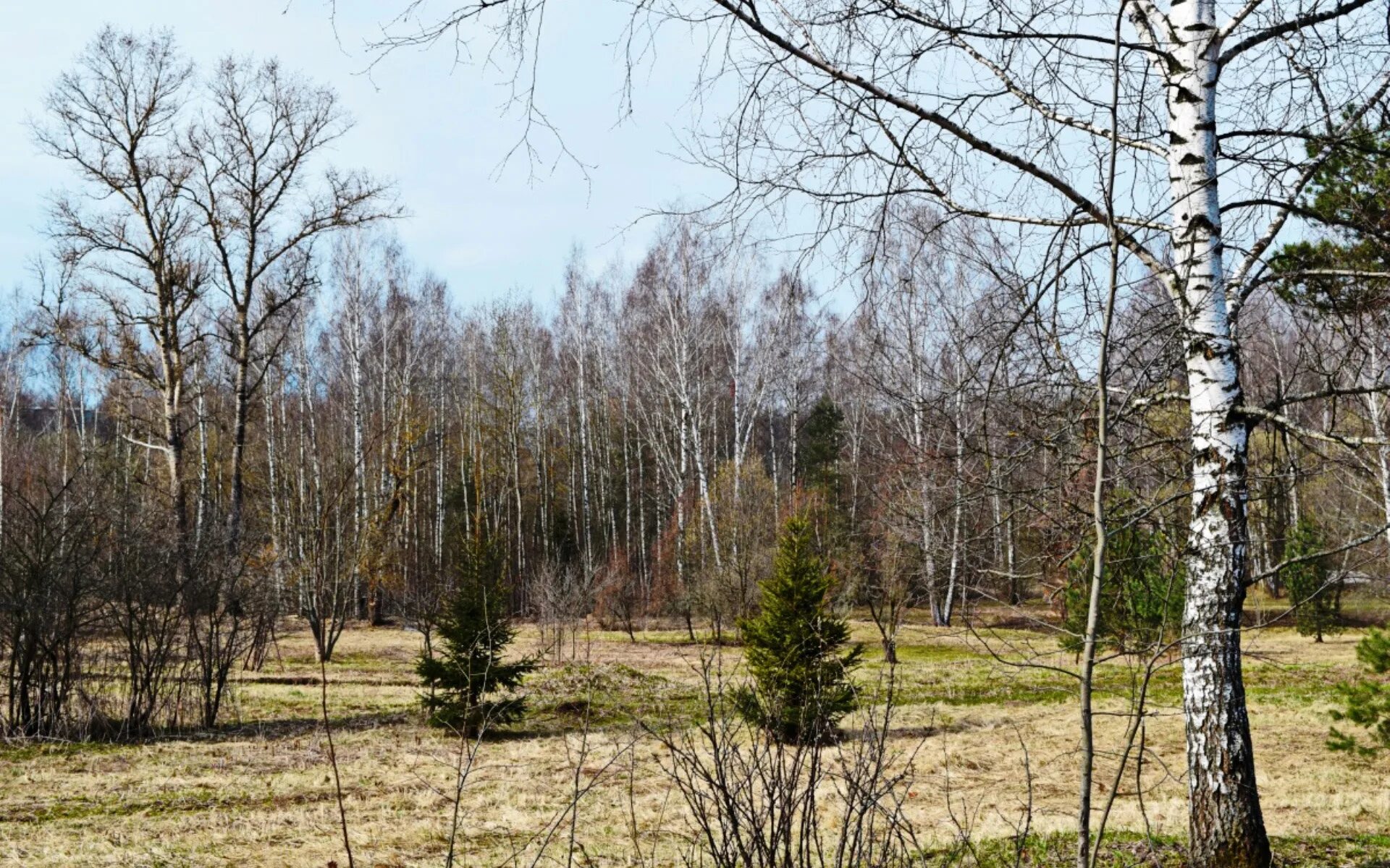 Перевалочная роща Уральск. Весенняя роща. Березовая роща весной. Берёзовые Рощи России.