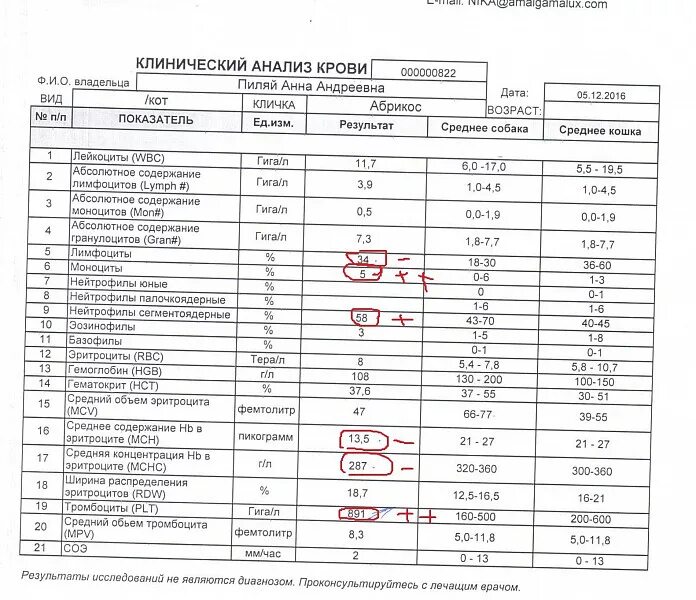 Общий анализ крови можно после еды сдавать. Нормы биохимического анализа крови у кошек. Расшифровка анализа крови у кошки показатели и норма. Расшифровка анализа крови при коронавирусе. Показатели исследования при общем анализе крови.