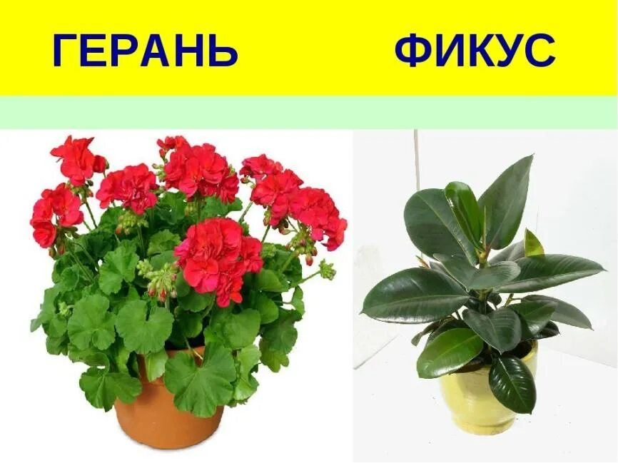 Добрый день, уважаемые родители! Тема начавшейся недели - "Комнатные растения". 
