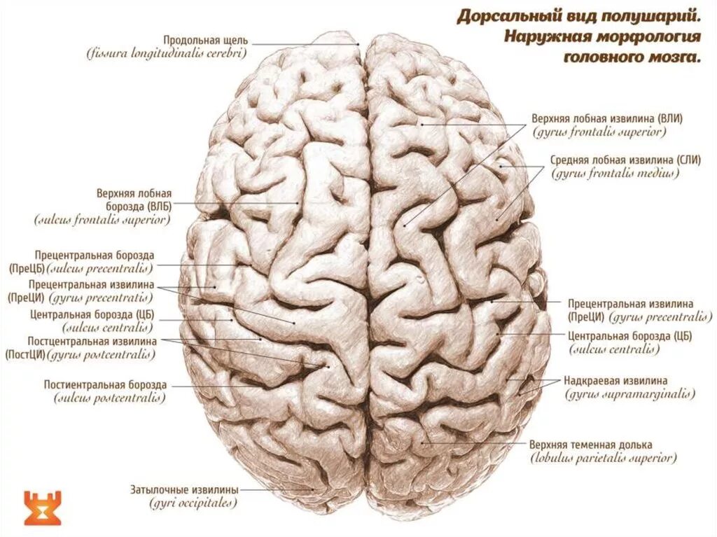 Центральная извилина мозга. Строение мозга извилины. Борозды и извилины головного мозга анатомия. Головной мозг анатомия человека борозды и извилины. Извилины и борозды головного мозга схема.
