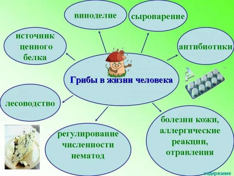 Значение грибов в природе 7 класс биология. Схема роль грибов 5 класс биология. Биология 5 схема значение грибов. Роль грибов в жизни человека. Царство грибов в жизни человека.