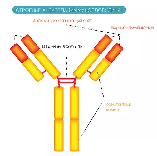 Иммуноглобулины класса d (igd). Антитела иммуноглобулины структура. Синтез иммуноглобулинов схема. Химическая структура антител. Антитела v.
