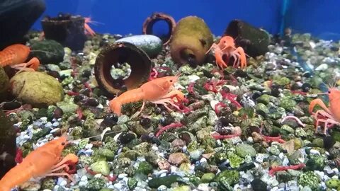 Красный кормить