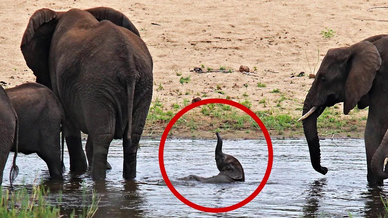 Слон пьющий воду. Слоны бегут. Слоны в воде. Слониха со слоненком. Слоны у водоема.