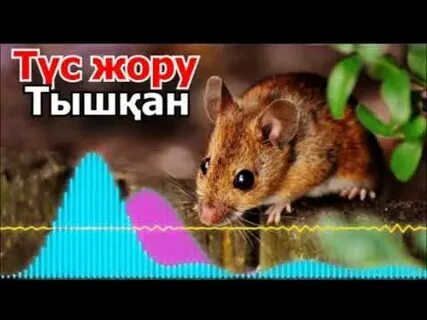 Сіз жұлқыған кезде кискадан не ағады?