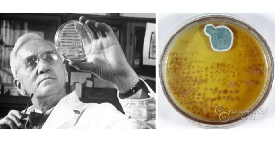 Alexander fleming discovered penicillin. Изобретатель антибиотиков Флеминг.