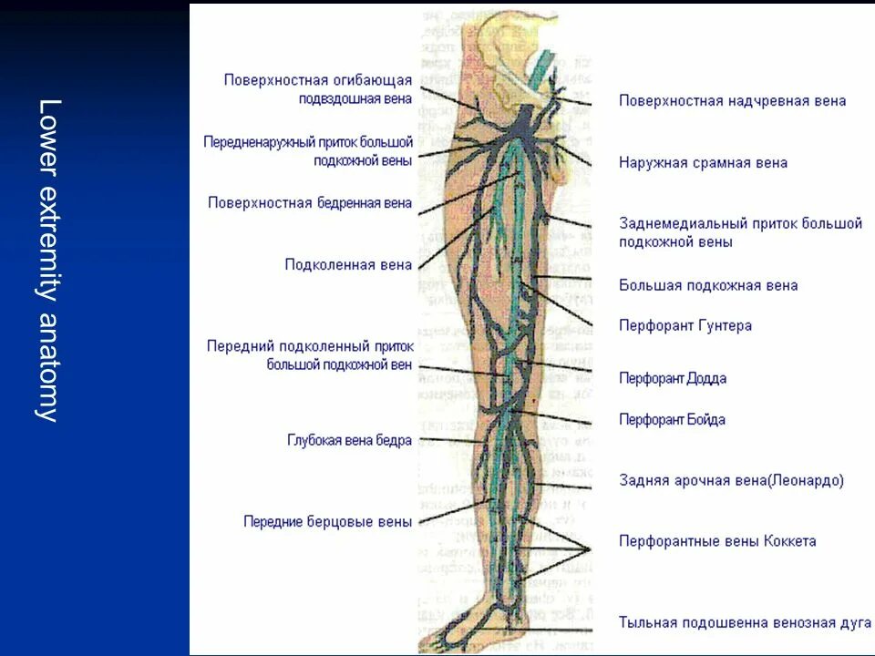 Большая подкожная Вена и бедренная Вена. Поверхностные вены нижней конечности анатомия. Большая подкожная Вена ноги анатомия.
